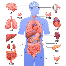 人体解剖图内脏结构示意图