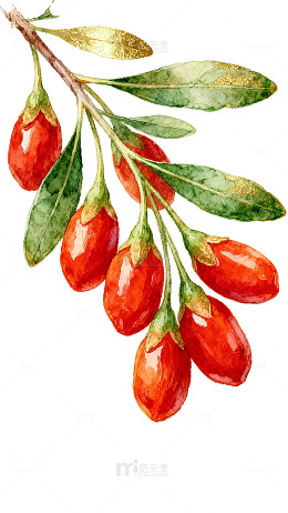 水彩画枸杞枝叶插画
