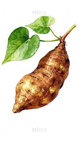 水彩风格红薯叶插画素材 何首乌