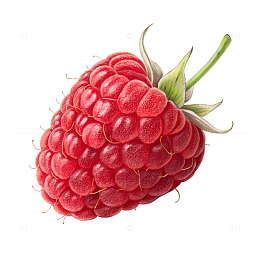 写实风格新鲜树莓水果插图