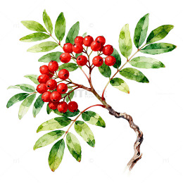 红果绿叶茱萸枝 插画重阳节免抠素材
