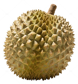 热带水果榴莲特写摄影图片