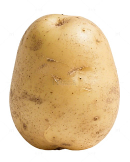 单一马铃薯特写摄影素材