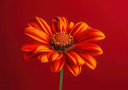 鲜艳花朵摄影图