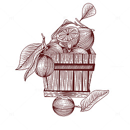 一筐橘子线描插画