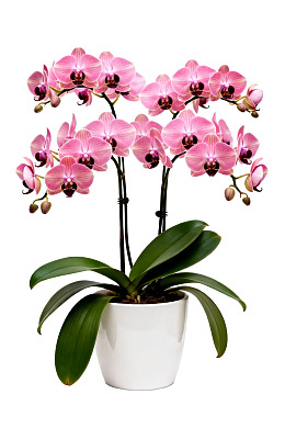 粉色蝴蝶兰盆栽图片