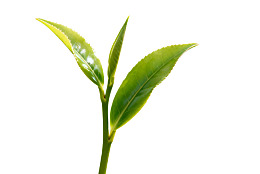 嫩绿茶叶特写图片