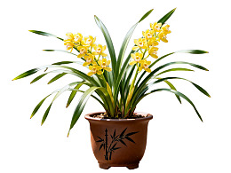 盆栽黄兰花绿叶繁茂图片