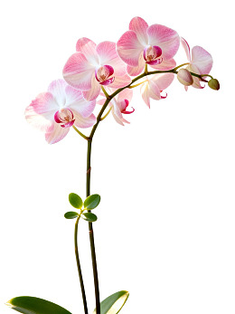 粉色兰花优雅绽放图片