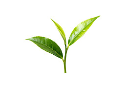 新鲜茶叶嫩芽特写图片