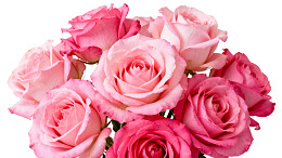 粉色玫瑰花束特写图片