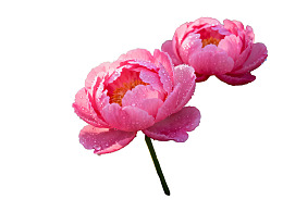 两朵带露珠的粉色牡丹花