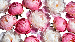 粉色与白色牡丹花簇图片