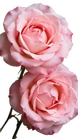 两朵粉色玫瑰花特写图片