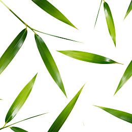 绿色竹叶散落白色背景