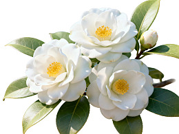 三朵白色山茶花与绿叶