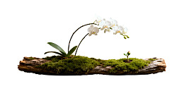 苔藓木桩上的白色兰花