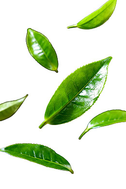 新鲜茶叶叶片漂浮于白色背景