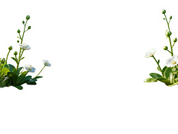 白色花朵绿叶点缀画面
