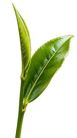 新鲜茶叶嫩芽特写图片