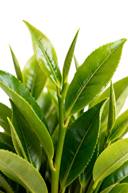 新鲜茶叶嫩芽特写图片