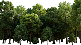 茂密绿树森林景观图片