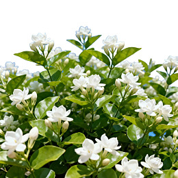 茉莉花丛绽放洁白花朵