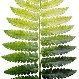 蕨类植物叶片特写