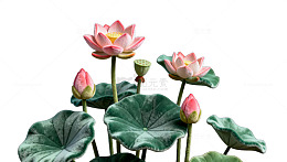 黑背景荷花绽放摄影图片