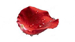 红玫瑰花瓣滴水70