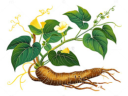植物插画葛根素描