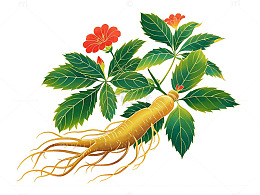 人参植物插画设计素材