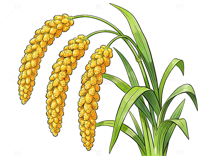 手绘小米谷子植物插画