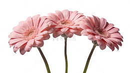 粉色非洲菊特写14
