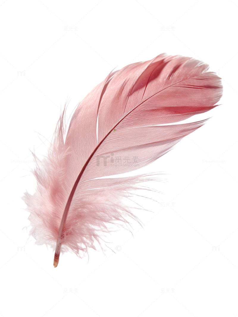 粉色羽毛特写84