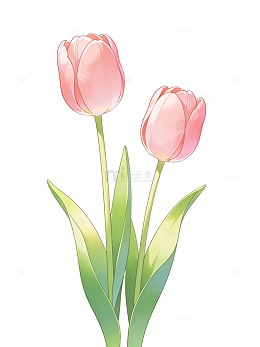 粉色郁金香手绘插画59