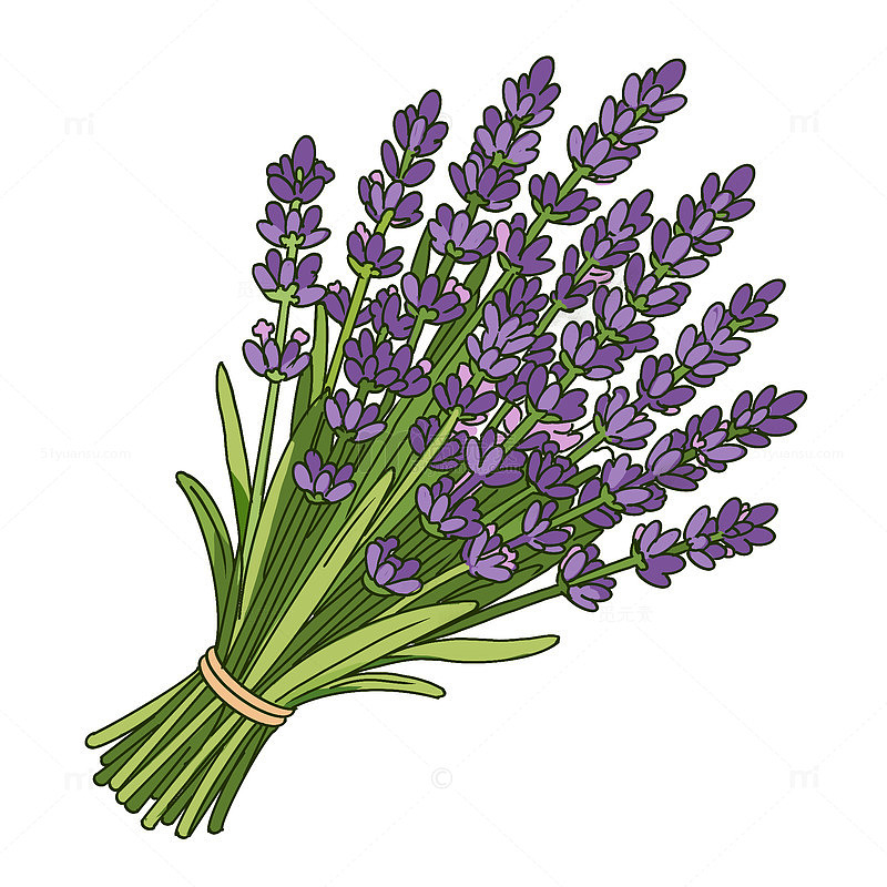 春天花朵薰衣草