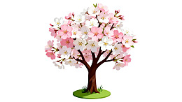 盛开的樱花树图片