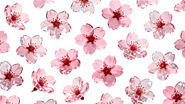 粉色樱花图案背景图片