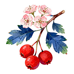 水彩风格山楂花与果实