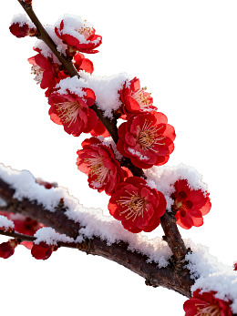 雪中红梅绽放图片
