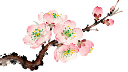 水墨画风格的粉色梅花枝