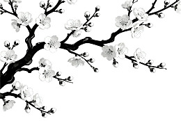 黑白樱花枝条绽放图片
