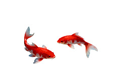 两条红色锦鲤在白色背景上游动