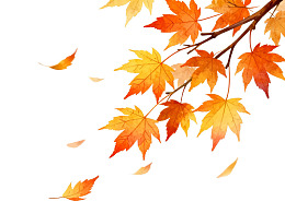 秋日枫叶飘落的美丽瞬间