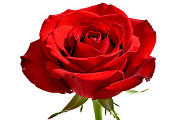 一朵盛开的红色玫瑰花