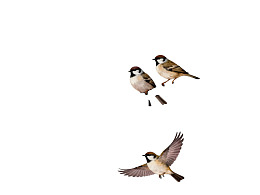 三只麻雀在白色背景上