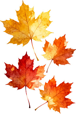 四片色彩斑斓的秋季枫叶