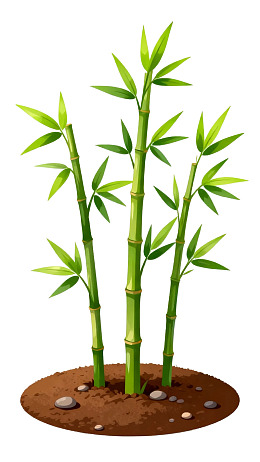 三株竹子生长于土壤中