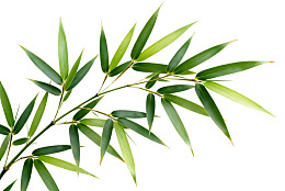 竹叶枝条白色背景特写